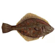 Image result for Platichthys flesus