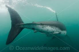 Image result for Lamna ditropis