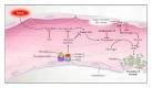 Physiology of <b>Sepsis</b>