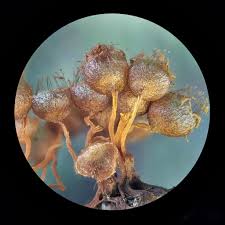 Attēlu rezultāti vaicājumam “Stemonaria irregularis stalked”