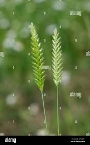 Attēlu rezultāti vaicājumam “Cynosurus cristatus”