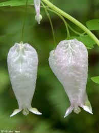 Image result for Adlumia cirrhosa