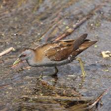 Image result for Porzana parva