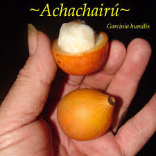 Attēlu rezultāti vaicājumam “Betula humilis fruit”