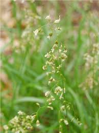 Attēlu rezultāti vaicājumam “Hierochloe odorata flower”