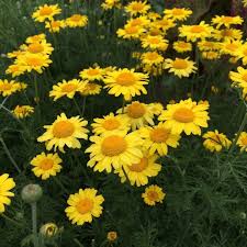 Image result for Färberkamille