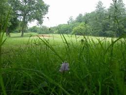 Image result for Cranleigh School Golf Club