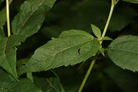 Attēlu rezultāti vaicājumam “Helianthus tuberosus leaf”