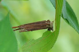 Attēlu rezultāti vaicājumam “Psychidae”
