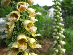 Image result for Digitalis ferruginea