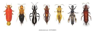 Attēlu rezultāti vaicājumam “Thysanoptera”