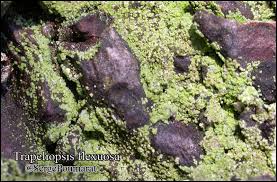 Attēlu rezultāti vaicājumam “Trapeliopsis flexuosa”