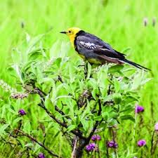 Attēlu rezultāti vaicājumam “Motacilla citreola male”