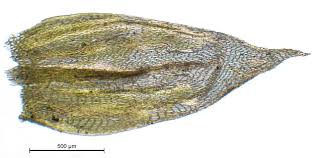 Attēlu rezultāti vaicājumam “Brachythecium rivulare”