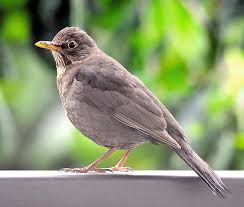 Attēlu rezultāti vaicājumam “Turdus merula”