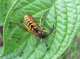 Attēlu rezultāti vaicājumam “Vespula germanica male”