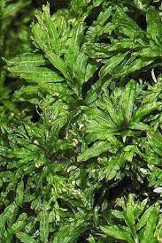 Attēlu rezultāti vaicājumam “Plagiomnium undulatum”