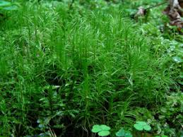 Attēlu rezultāti vaicājumam “Dicranum majus”