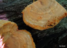 Attēlu rezultāti vaicājumam “Hapalopilus croceus”