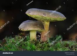 Attēlu rezultāti vaicājumam “Xerocomus pruinatus”