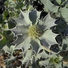 Attēlu rezultāti vaicājumam “Eryngium maritimum”