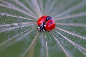 Attēlu rezultāti vaicājumam “Coccinella septempunctata imago”