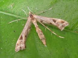 Attēlu rezultāti vaicājumam “Platyptilia gonodactyla”