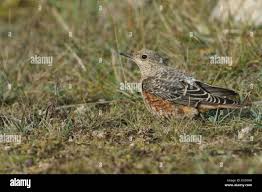 Image result for Monticola saxatilis