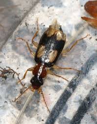 Attēlu rezultāti vaicājumam “Dromius quadrimaculatus”