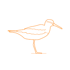 Image result for Tringa brevipes