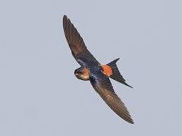 Image result for Cecropis daurica