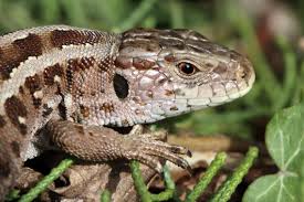 Attēlu rezultāti vaicājumam “Lacerta agilis female”