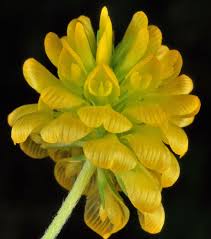 Attēlu rezultāti vaicājumam “Trifolium aureum leaf”