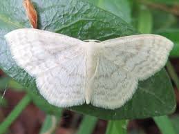 Attēlu rezultāti vaicājumam “Scopula floslactata”