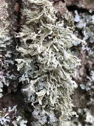 Attēlu rezultāti vaicājumam “Ramalina pollinaria”