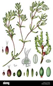 Attēlu rezultāti vaicājumam “Najas marina leaf”