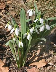 Attēlu rezultāti vaicājumam “Galanthus nivalis bud”