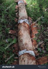 Attēlu rezultāti vaicājumam “Scolytus ratzeburgi”