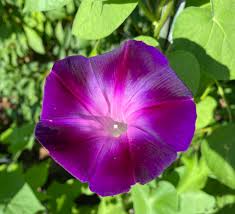 Image result for Ipomoea purpurea
