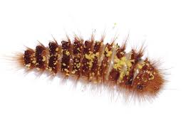 Attēlu rezultāti vaicājumam “Megatoma undata”