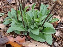 Attēlu rezultāti vaicājumam “Rudbeckia hirta var. hirta leaf”