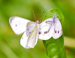 Attēlu rezultāti vaicājumam “Pieris napi female”