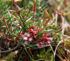 Attēlu rezultāti vaicājumam “Cuscuta epithymum subsp. trifolii flower”