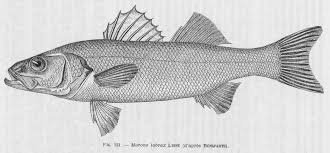 Image result for Dicentrarchus labrax