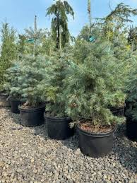 Attēlu rezultāti vaicājumam “Abies concolor”