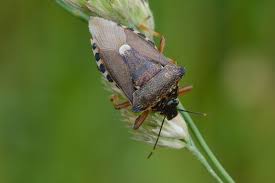 Attēlu rezultāti vaicājumam “Pinthaeus sanguinipes”