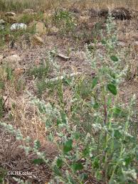 Image result for Chenopodium album