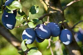 Attēlu rezultāti vaicājumam “Prunus domestica subsp. domestica”