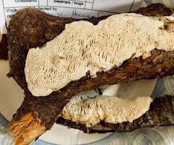 Attēlu rezultāti vaicājumam “Antrodia malicola”