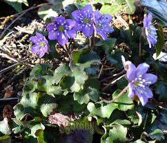 Attēlu rezultāti vaicājumam “Hepatica nobilis leaf”